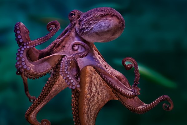 Kraken зеркало krakens13 at