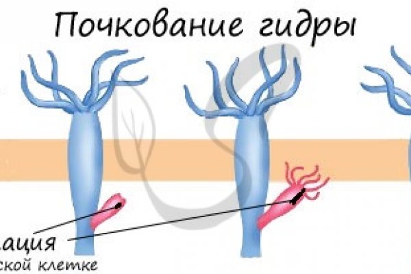 Кракен через тор браузер