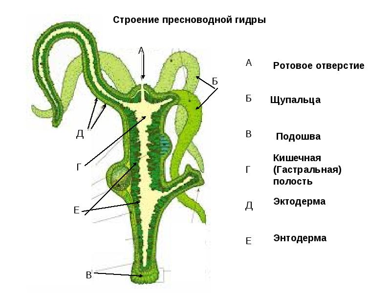 Кракен новый сайт